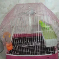 مرغ عشق|پرنده|دورود, |دیوار