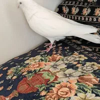 ابلغ و سفید