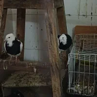 کبوتر اسباب بازی طوقی