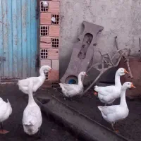 غاز|پرنده|کردکوی, |دیوار