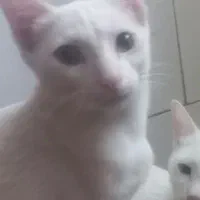 دوتا خواهر برادر سفید و خوشگل واگذار میشود