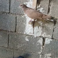 کبوتر|پرنده|نورآباد ممسنی, |دیوار