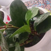 گل طبیعی|گل و گیاه طبیعی|پردیس, فاز ۸|دیوار