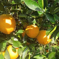 پرتغال تامسون ناول