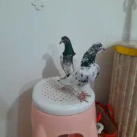 کفتر پرشی پاکستانی اصل