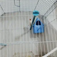 فنچ سفید نر با امکانات