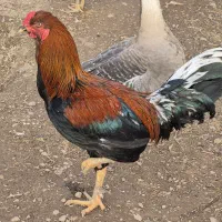 فروش خروس لاری