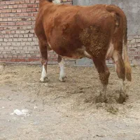 گاو شیری با گوساله