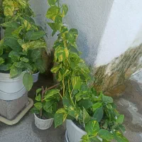 گل های پتوس  بلند
