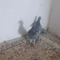 کبوتر جوجه کشی