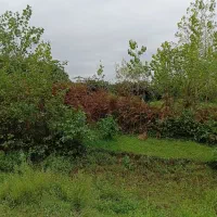 20000متر-باغ-کیوی-7-ساله-بارده-ساحلی-سند-تک-برگ
