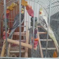 عروس هلندی|پرنده|رودسر, |دیوار