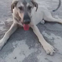 توله سراب