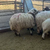 فروش تعدادی بره نر