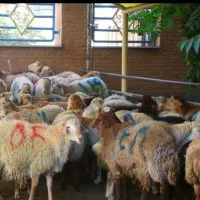 گوسفند داخل باغ در بنیاد شاهین ویلا ۲۲ بهمن