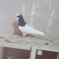 کبوتررنگی|پرنده|اسفرورین, |دیوار