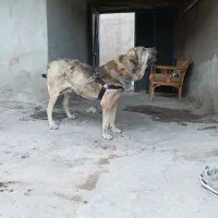 سگ پژدر|سگ|کوهین, |دیوار