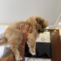 واگذاری توله پامرانین|سگ|قم, پردیسان|دیوار