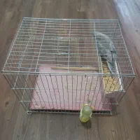 عروس هلندی|پرنده|ازنا, |دیوار