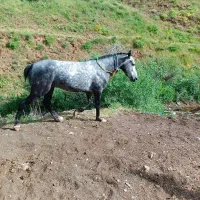 اسب اخته 7سال