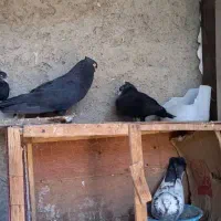 کفتر نوک ریز زاغ