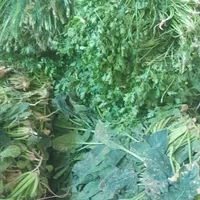 سبزی‌‌خرشت‌وماهی|عمده‌فروشی|برازجان, |دیوار