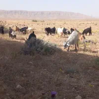فروش