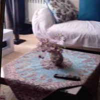 میز وسط