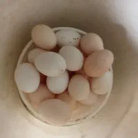 تخم مرغ|حیوانات مزرعه|نیمروز, |دیوار