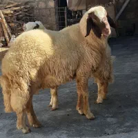 شیشک سنجابی|حیوانات مزرعه|گوآور, |دیوار