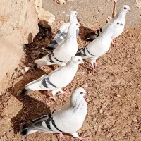 کبوترشامی