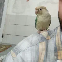 گرینچیک پاین اپل|پرنده|طبس, |دیوار