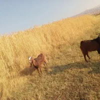 فروش یک نر پاگستانی و بزه ماده پاگستانی|حیوانات مزرعه|ماهنشان, |دیوار