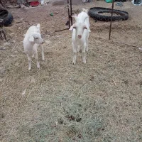 فروش دوراس بزغاله نروماده سانن|حیوانات مزرعه|فردوس (خراسان), |دیوار