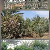 افزایش محصول و اصلاح خاک با کودهای ارگانیک