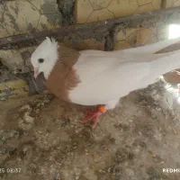 طوقی ماده|پرنده|اهواز, اسماعیلیه|دیوار