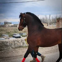 کره نریان دوساله نوه سهیل مریخ|اسب و تجهیزات اسب‌سواری|تهران, سازمان آب|دیوار