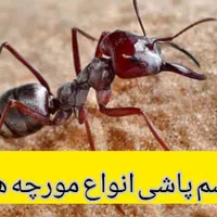 سم پاشی تخصصی و تضمینی منازل با مجوز و ضمانت|خدمات نظافت|تهران, صادقیه|دیوار