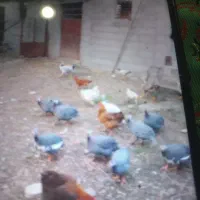 مرع شاخدار بفروش میرسد