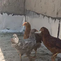 مرغ خانگی رسمی