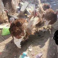 بوقلمون بورن و بورنزه