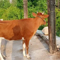 شنگول اولین شکم 4ماه ابستن