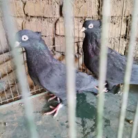 خوش رنگ زاغ دوکت طوقی|پرنده|مبارکه, |دیوار