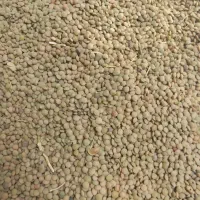 خرید فروش انواع حبوبات انواع بذر گندم درجه یک|عمده‌فروشی|الیگودرز, |دیوار