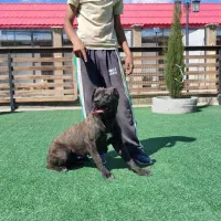 نژاد های مختلف