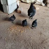 مرغ سیاه وجوجه|حیوانات مزرعه|قلعه شاهین, |دیوار