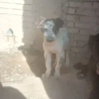 سگ قدرجونی