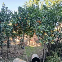 زمین-مسکونی