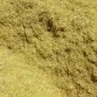 کاه عدس نرم داخل گونی آماده بارگیری۲۸ تومن