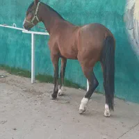 نریون عرب خالص مدرکدار کورسی